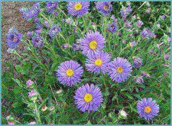 aster perennial mix planting and care in the open field