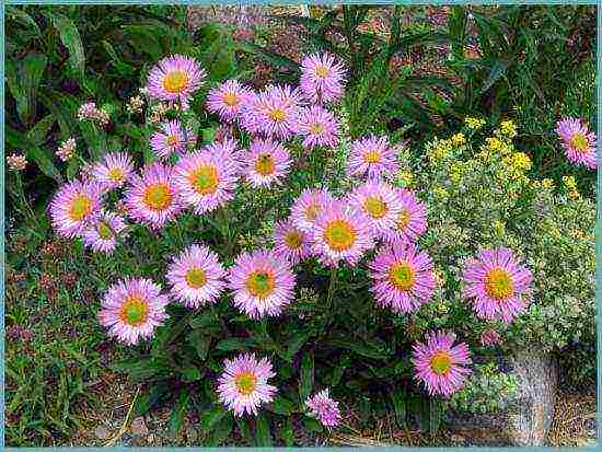 aster perennial mix na pagtatanim at pangangalaga sa bukas na bukid