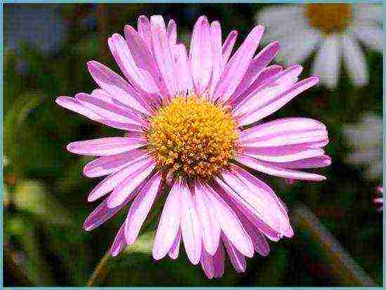 aster perennial mix planting and care in the open field