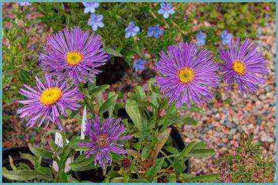 aster perennial mix planting and care in the open field