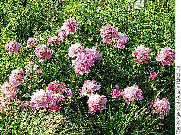 asters are the best varieties for cutting