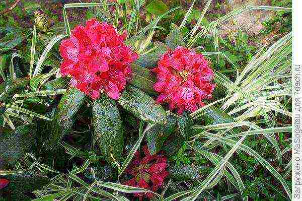 azalea garden deciduous planting and outdoor care