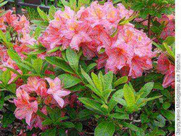 azalea garden deciduous planting and outdoor care