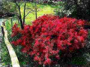 azalea garden deciduous planting and outdoor care