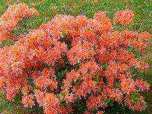 azalea garden deciduous planting and outdoor care