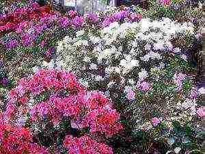 azalea garden deciduous planting and outdoor care