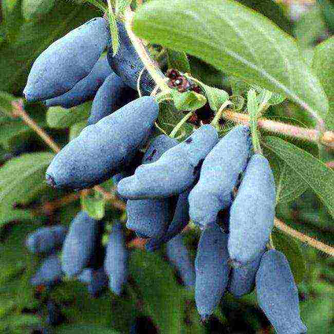 Bakchar honeysuckle best varieties