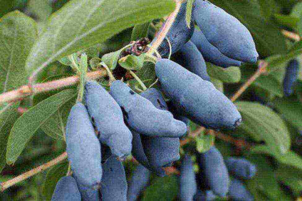 Bakchar honeysuckle best varieties