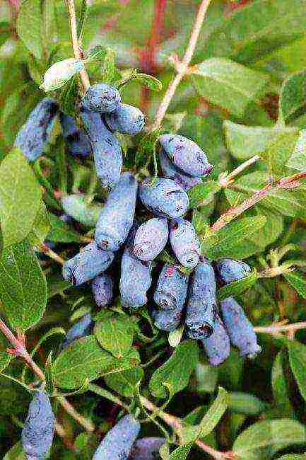 Bakchar honeysuckle best varieties