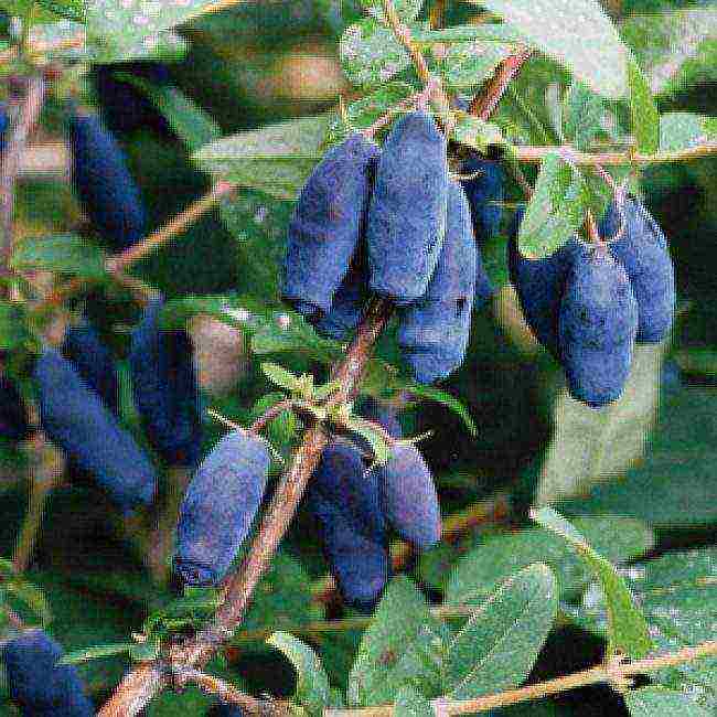 Bakchar honeysuckle best varieties