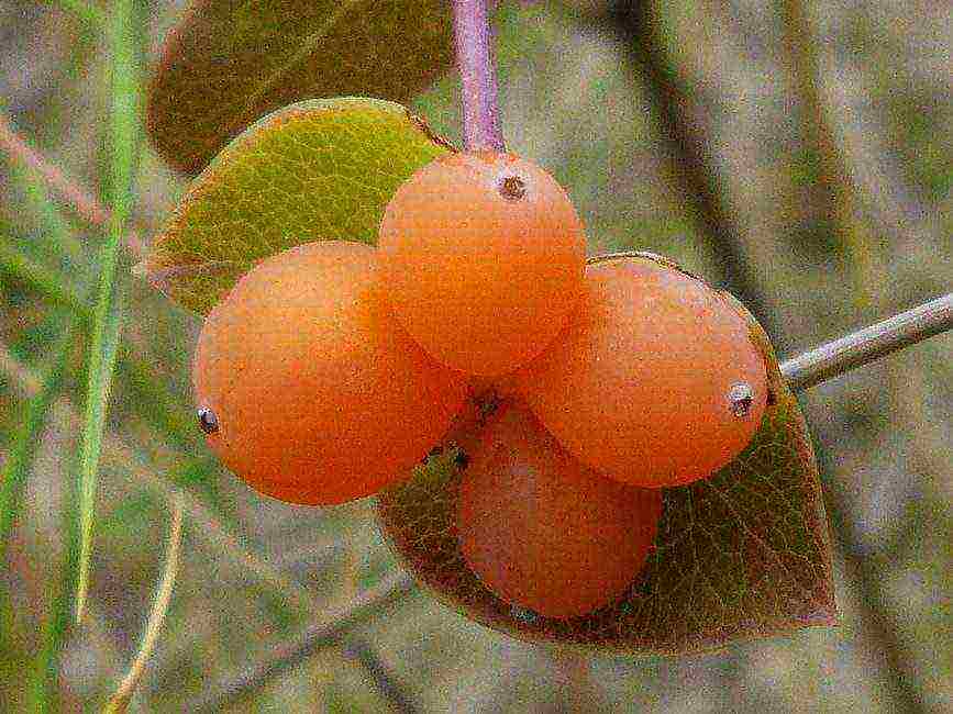 Bakchar honeysuckle best varieties