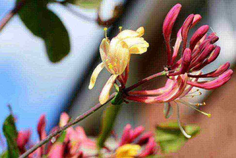 Bakchar honeysuckle best varieties