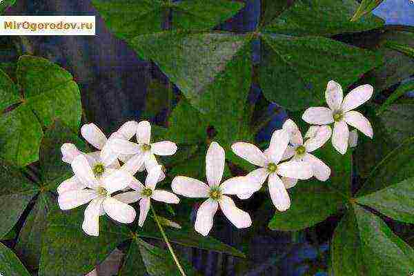 Bakchar honeysuckle best varieties