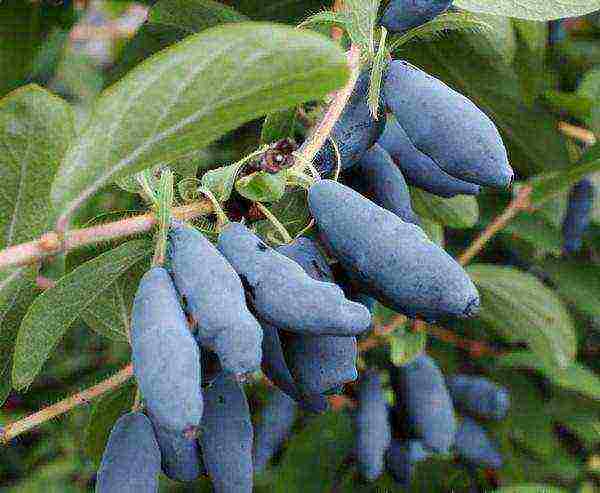 Bakchar honeysuckle best varieties