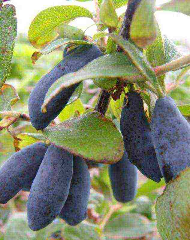 Bakchar honeysuckle best varieties