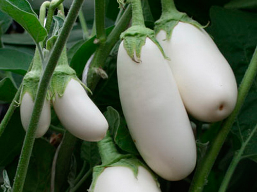 eggplants for the Moscow region the best varieties