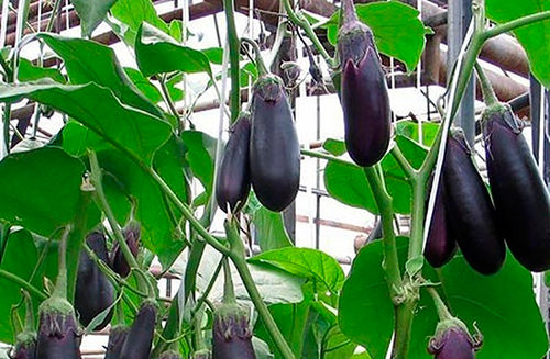 eggplants for the Moscow region the best varieties