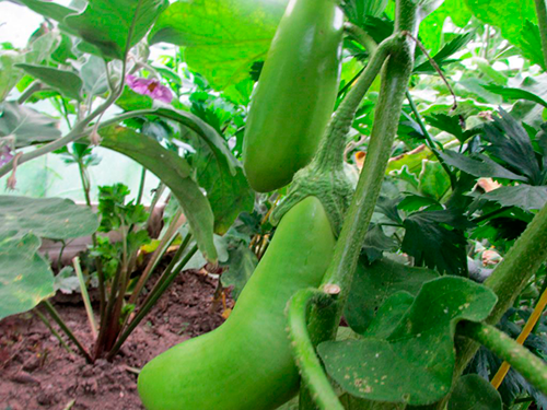 eggplants for the Moscow region the best varieties