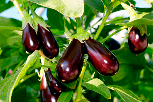 eggplants for the Moscow region the best varieties