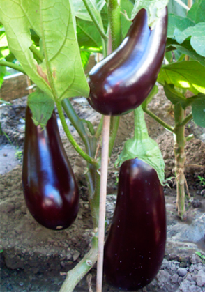 eggplants for the Moscow region the best varieties