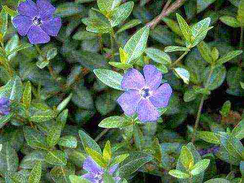 periwinkle planting and care in the open field when to plant