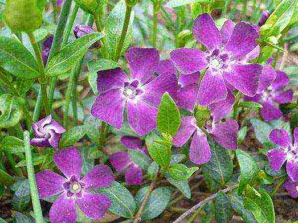 periwinkle planting and care in the open field when to plant