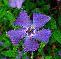 periwinkle na pagtatanim at pangangalaga sa bukas na bukid kung kailan magtanim