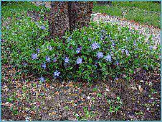 periwinkle planting and care in the open field when to plant