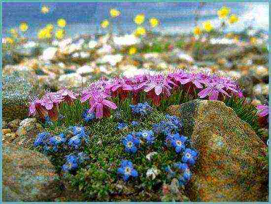 periwinkle na pagtatanim at pangangalaga sa bukas na bukid kung kailan magtanim