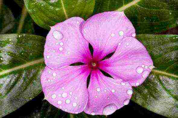 periwinkle na pagtatanim at pangangalaga sa bukas na bukid kung kailan magtanim