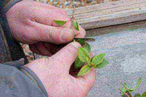 periwinkle planting and care in the open field when to plant