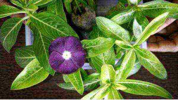 periwinkle planting and care in the open field when to plant