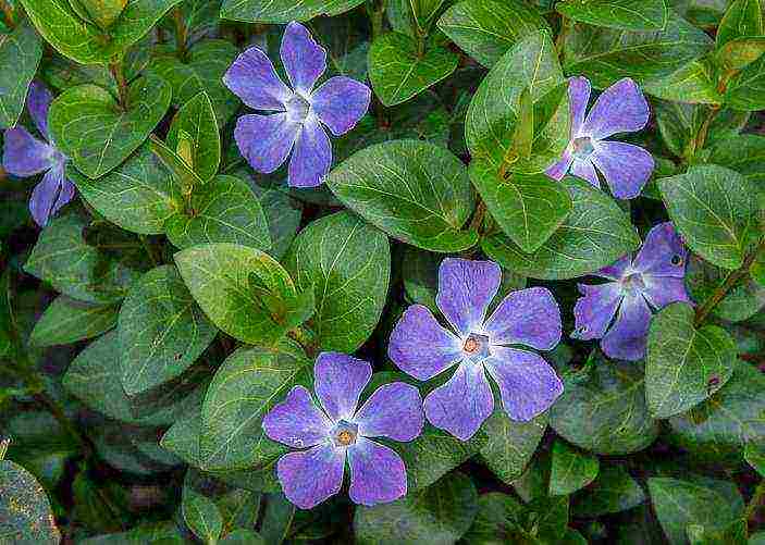 periwinkle planting and care in the open field when to plant