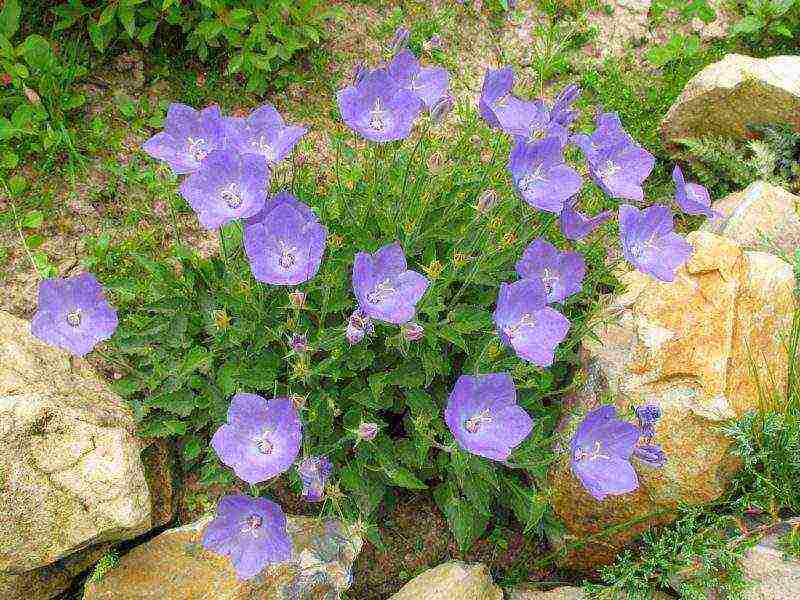 periwinkle na pagtatanim at pangangalaga sa bukas na bukid kung kailan magtanim