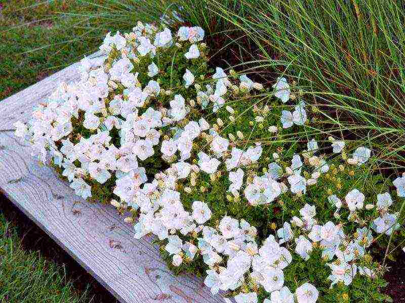 periwinkle planting and care in the open field when to plant