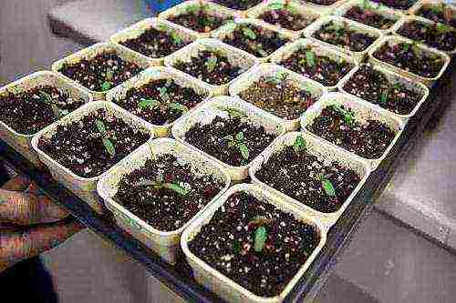 periwinkle planting and care in the open field when to plant