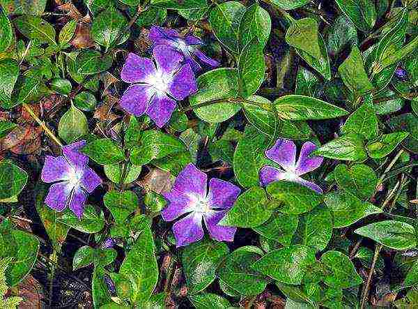 periwinkle planting and care in the open field when to plant