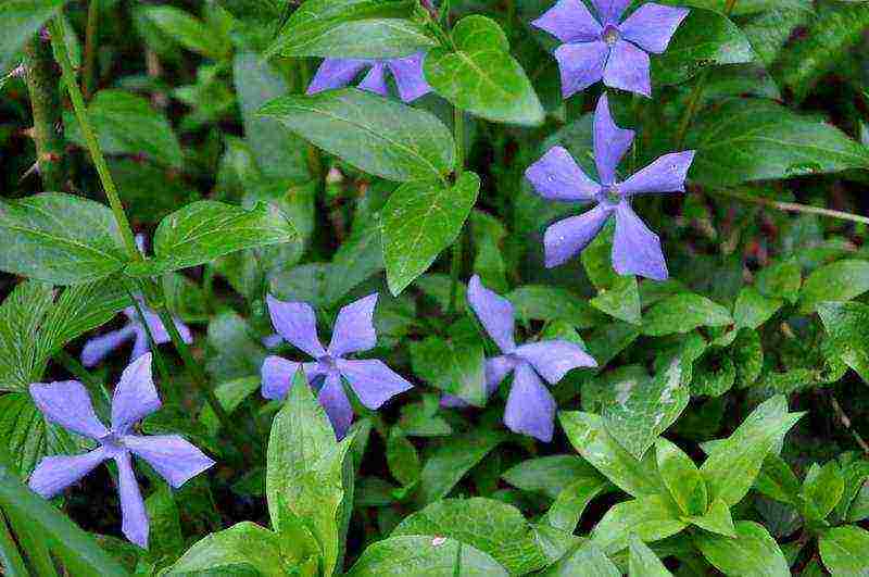 periwinkle planting and care in the open field when to plant