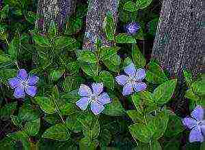 periwinkle planting and care in the open field in siberia