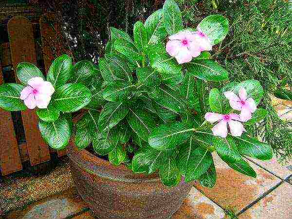 periwinkle na pagtatanim at pangangalaga sa bukas na bukid sa siberia