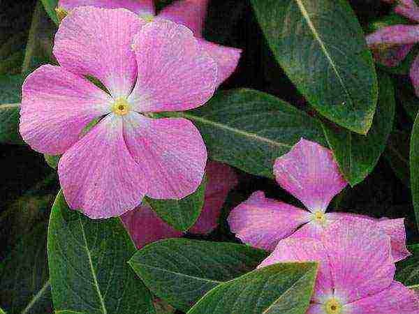 periwinkle planting and care in the open field in siberia