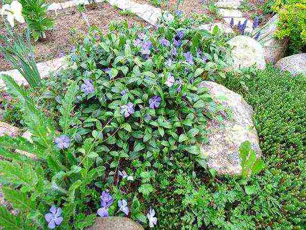 periwinkle planting and care in the open field in siberia