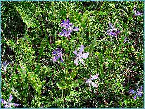 periwinkle planting and care in the open field in siberia