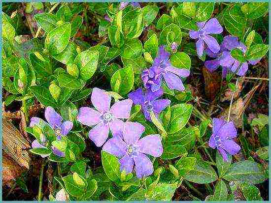 periwinkle planting and care in the open field in siberia