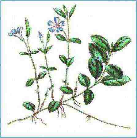 periwinkle planting and care in the open field in siberia