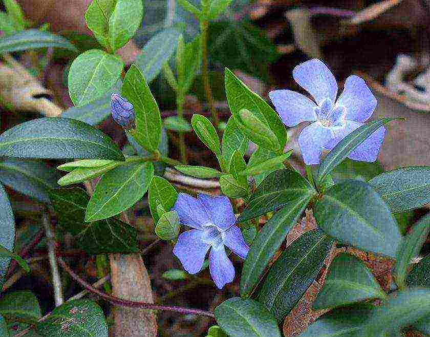 periwinkle planting and care in the open field in siberia