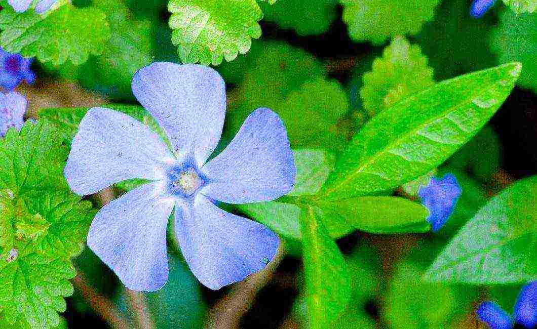 periwinkle planting and care in the open field in siberia