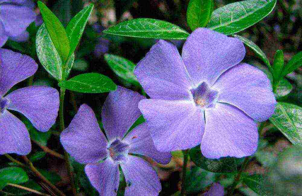 periwinkle na pagtatanim at pangangalaga sa bukas na bukid sa siberia