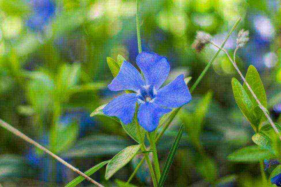 periwinkle planting and care in the open field in siberia