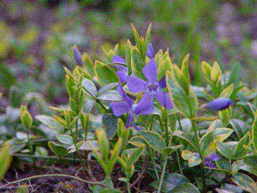 periwinkle planting and care in the open field in siberia